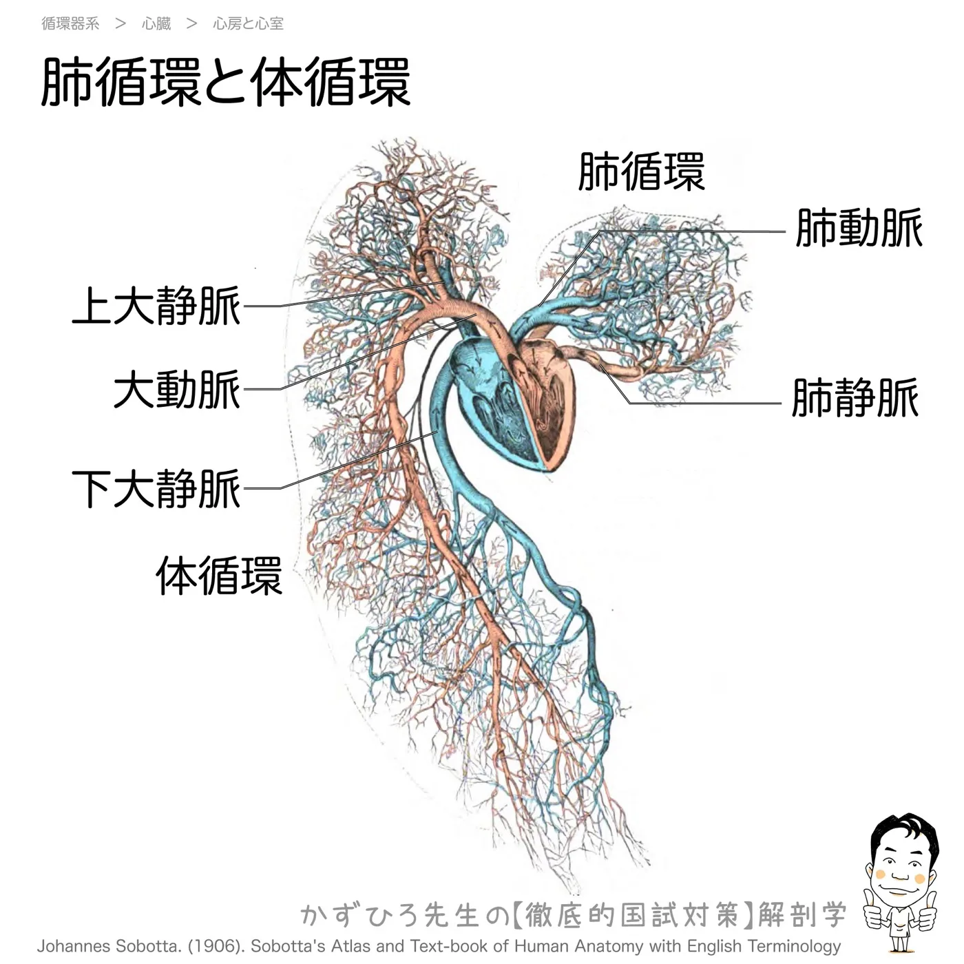 肺循環と体循環