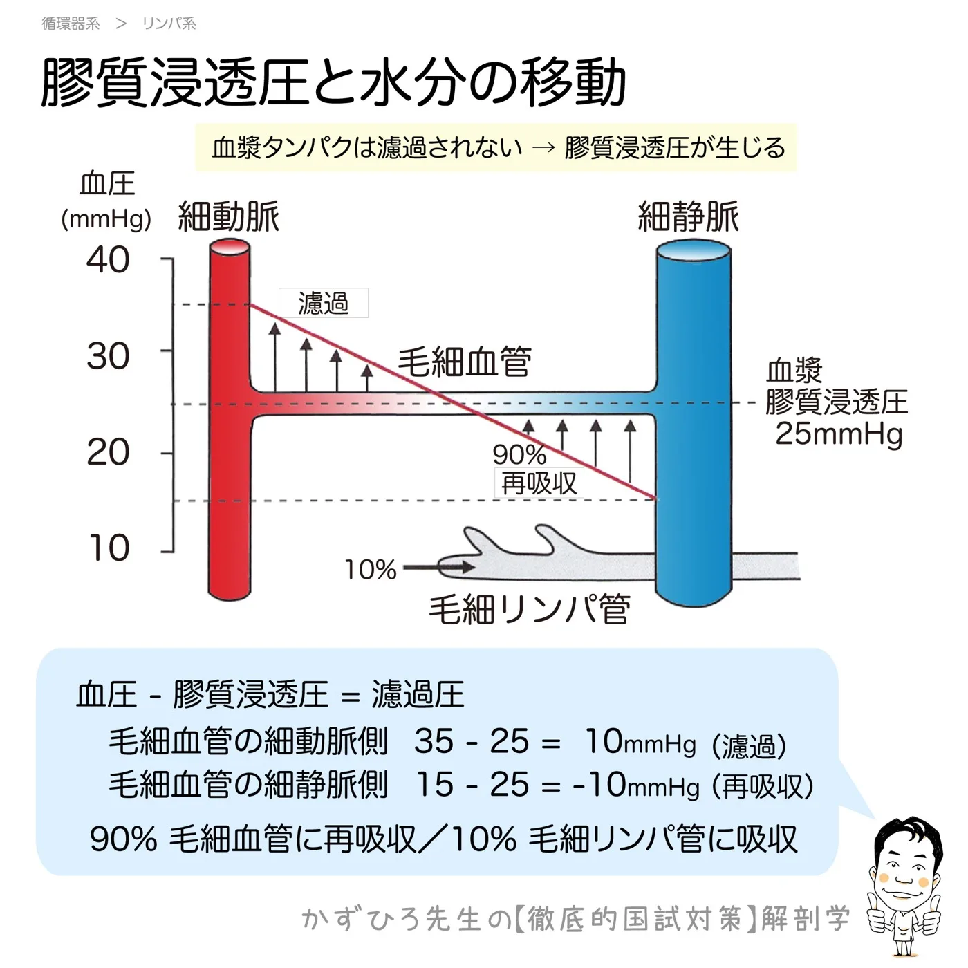 膠質浸透圧と水分の移動：