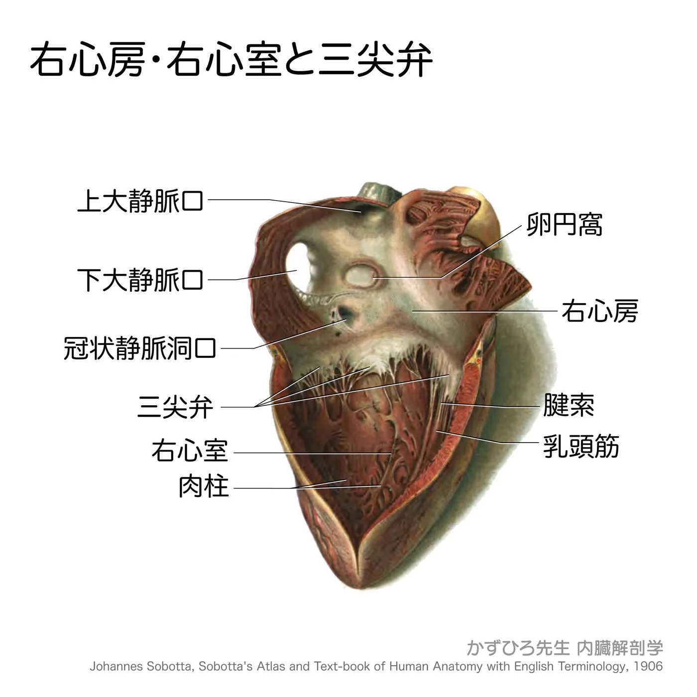 右心房・右心室と三尖弁