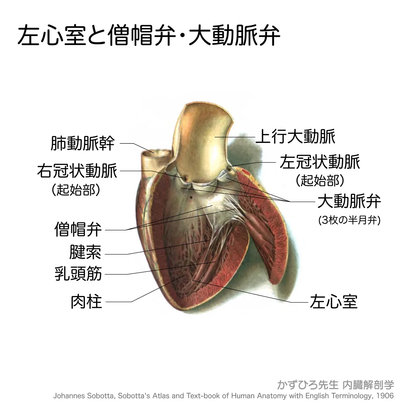 左心室と僧帽弁・大動脈弁