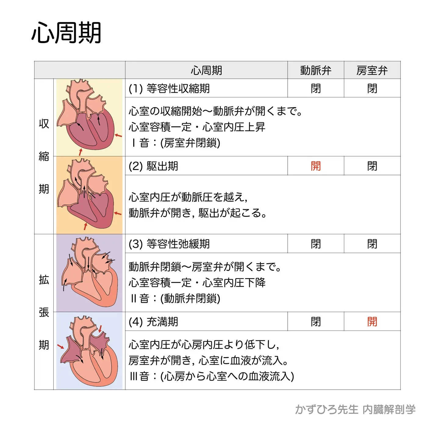 心周期