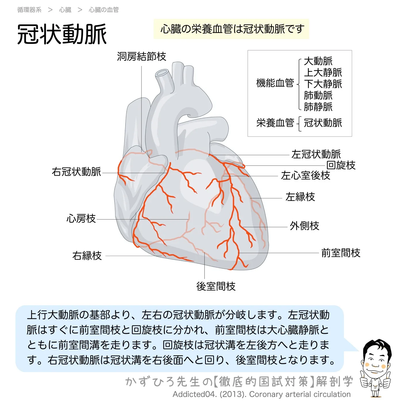 心臓の栄養血管は冠状動脈