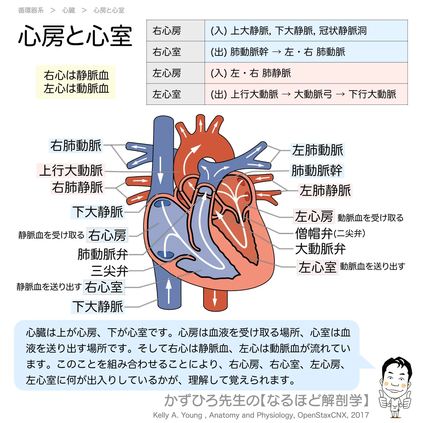 心房と心室