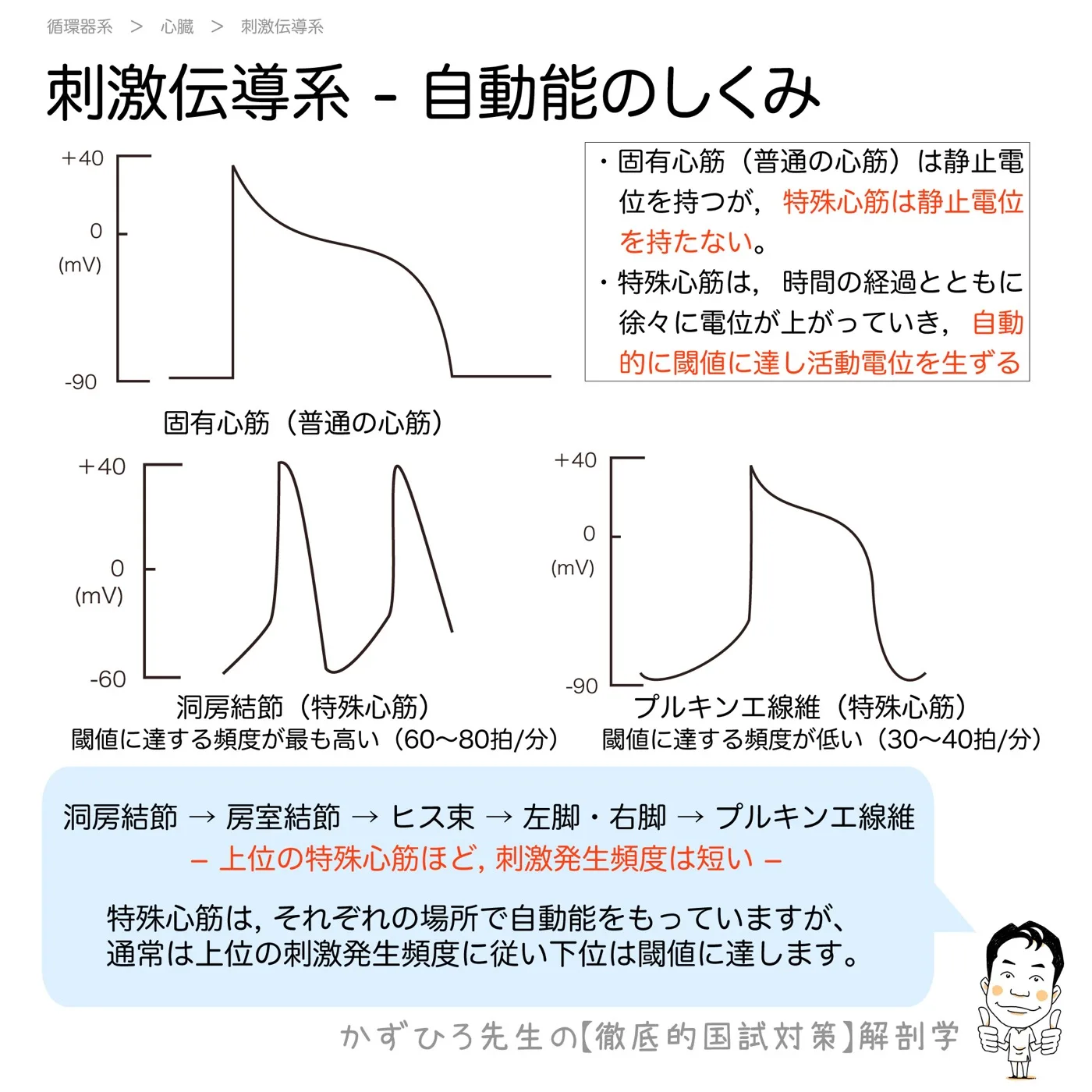 特殊心筋は自動能をもつ