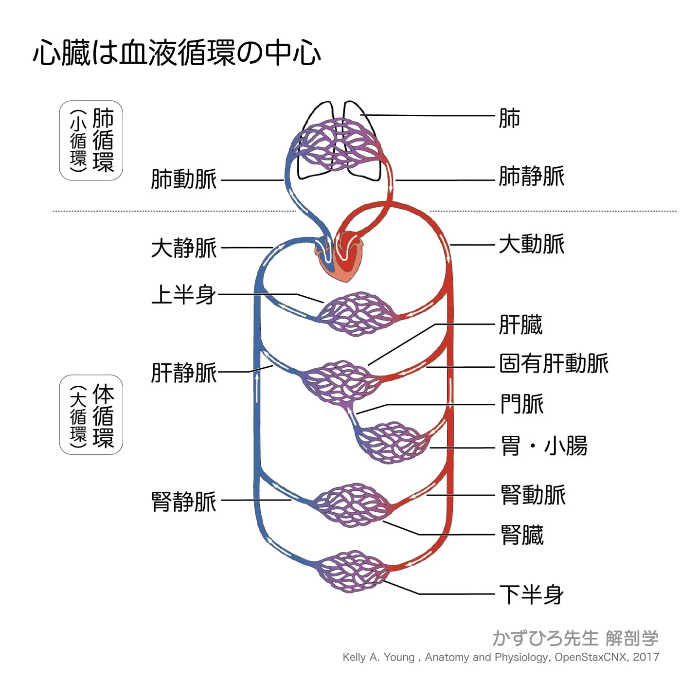 心臓は血液循環の中心（図2）