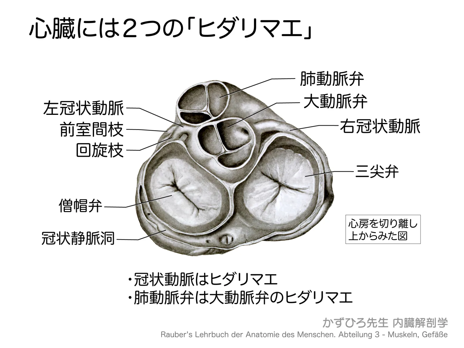 心臓には２つのヒダリマエ