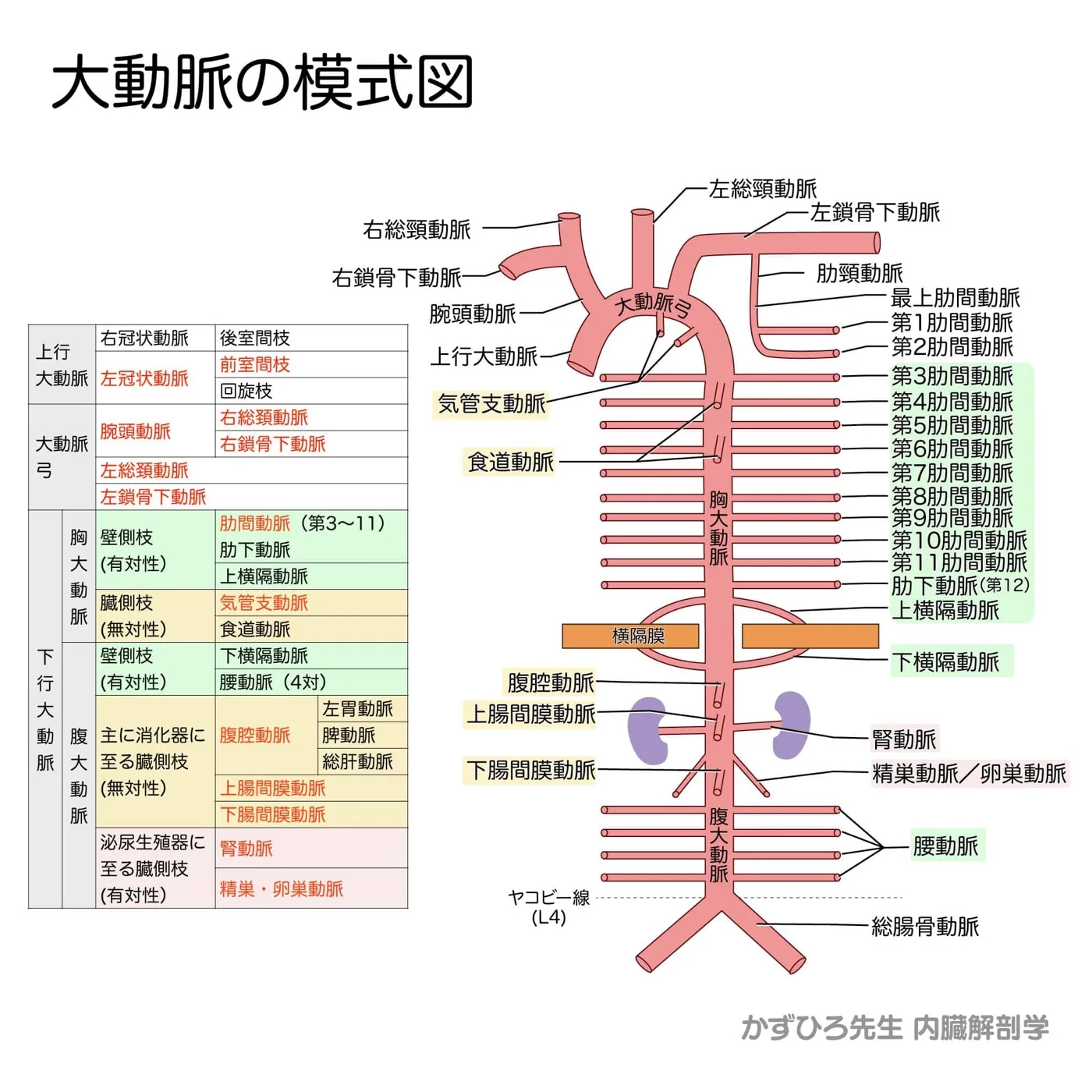 大動脈の模式図・表