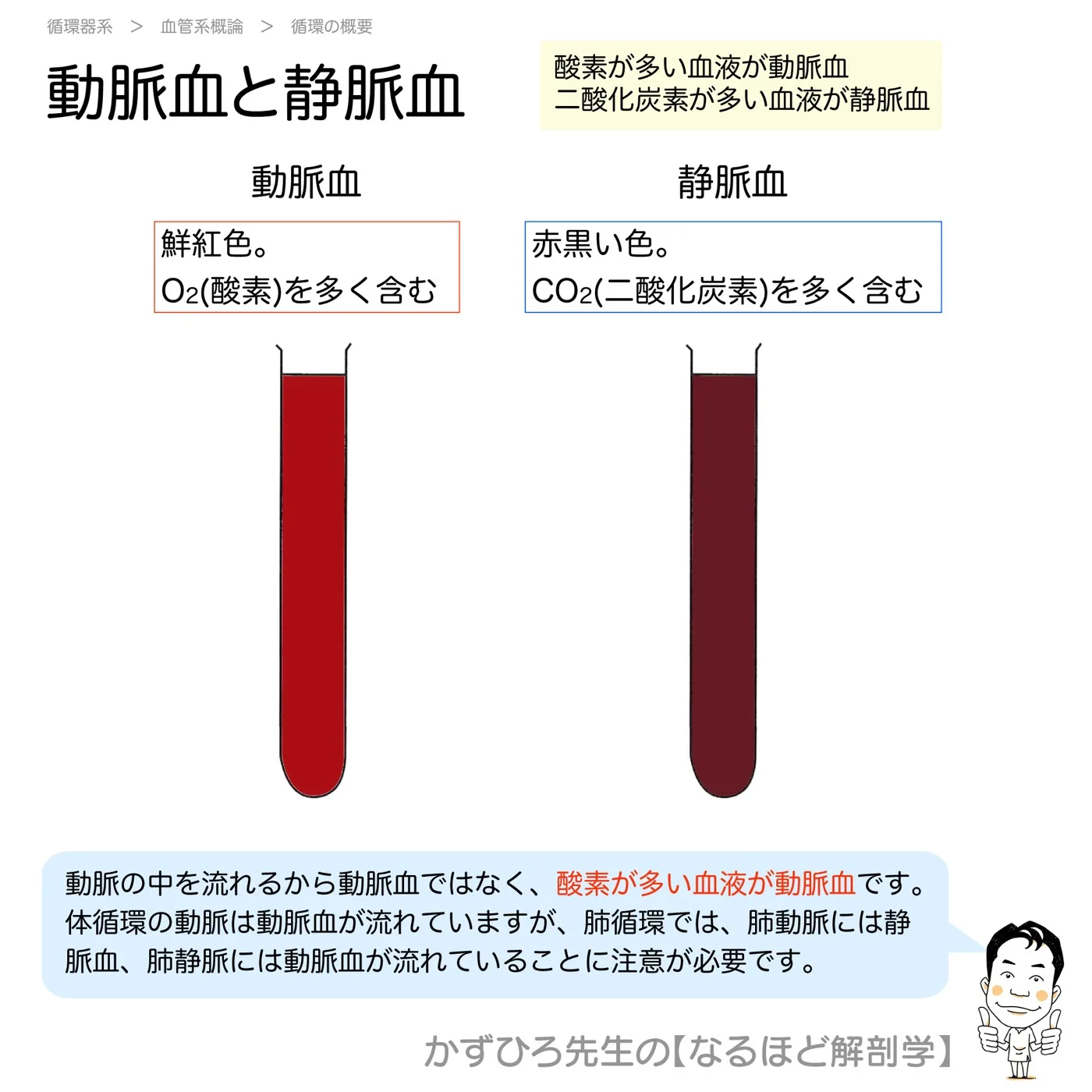 動脈血と静脈血