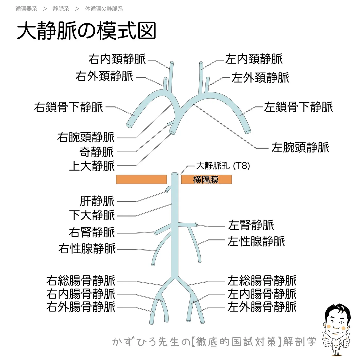 大静脈の模式