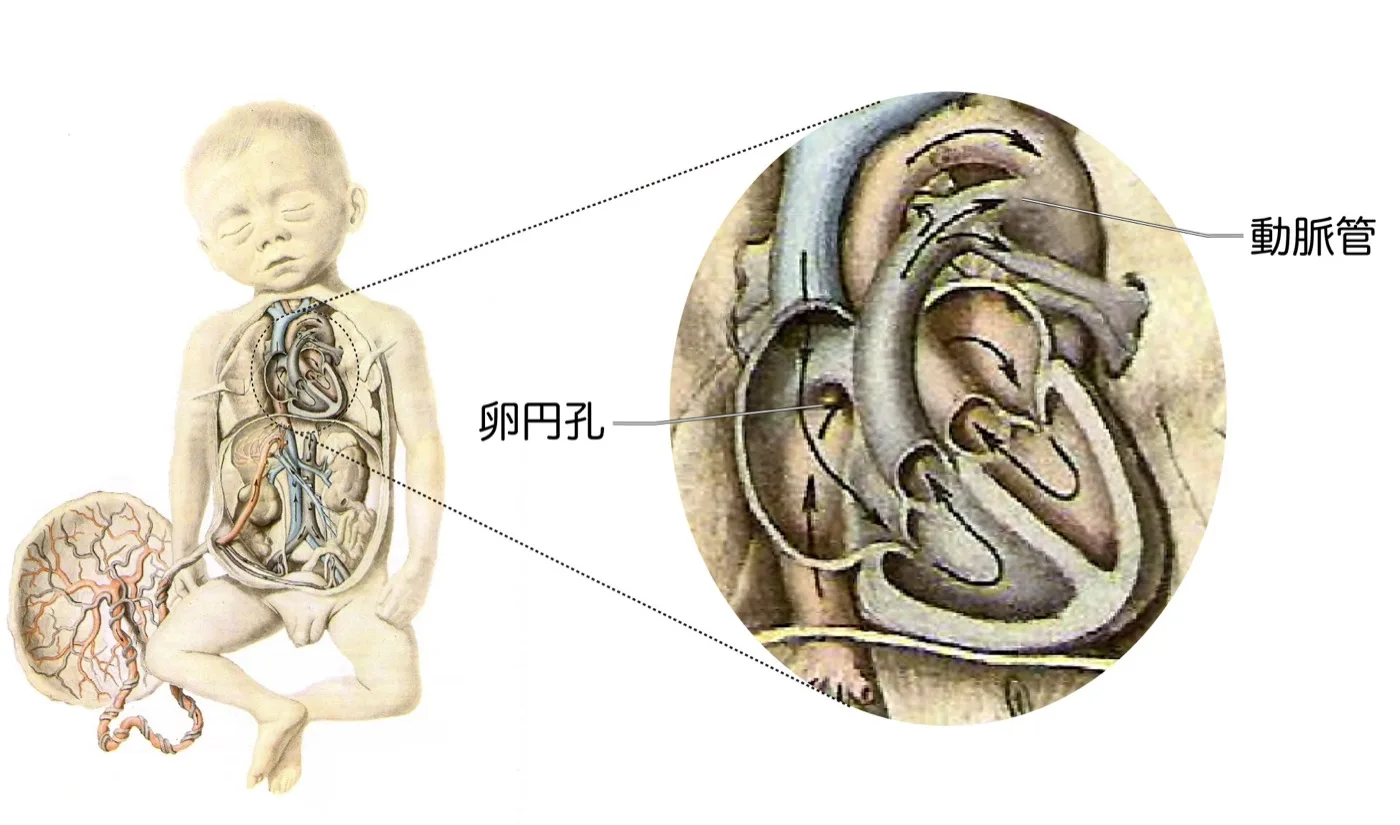 胎児循環：卵円孔