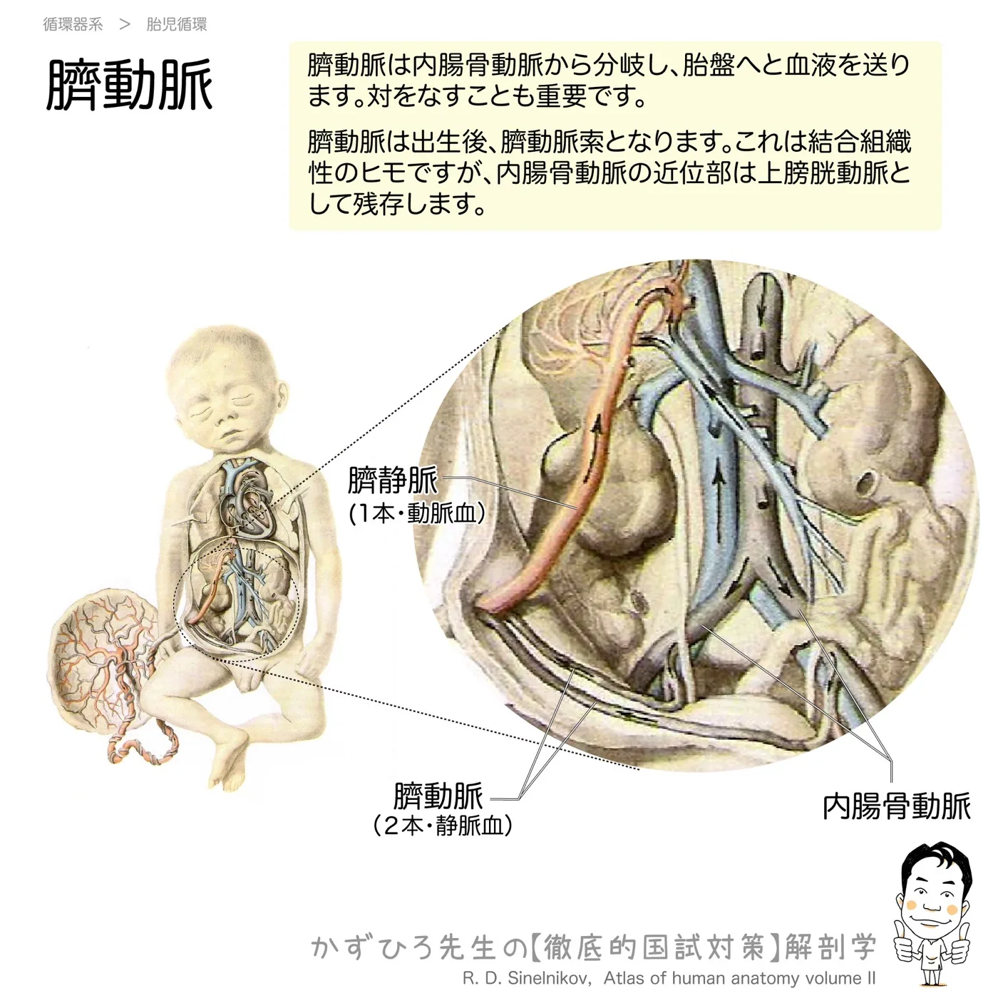 胎児循環：臍動脈
