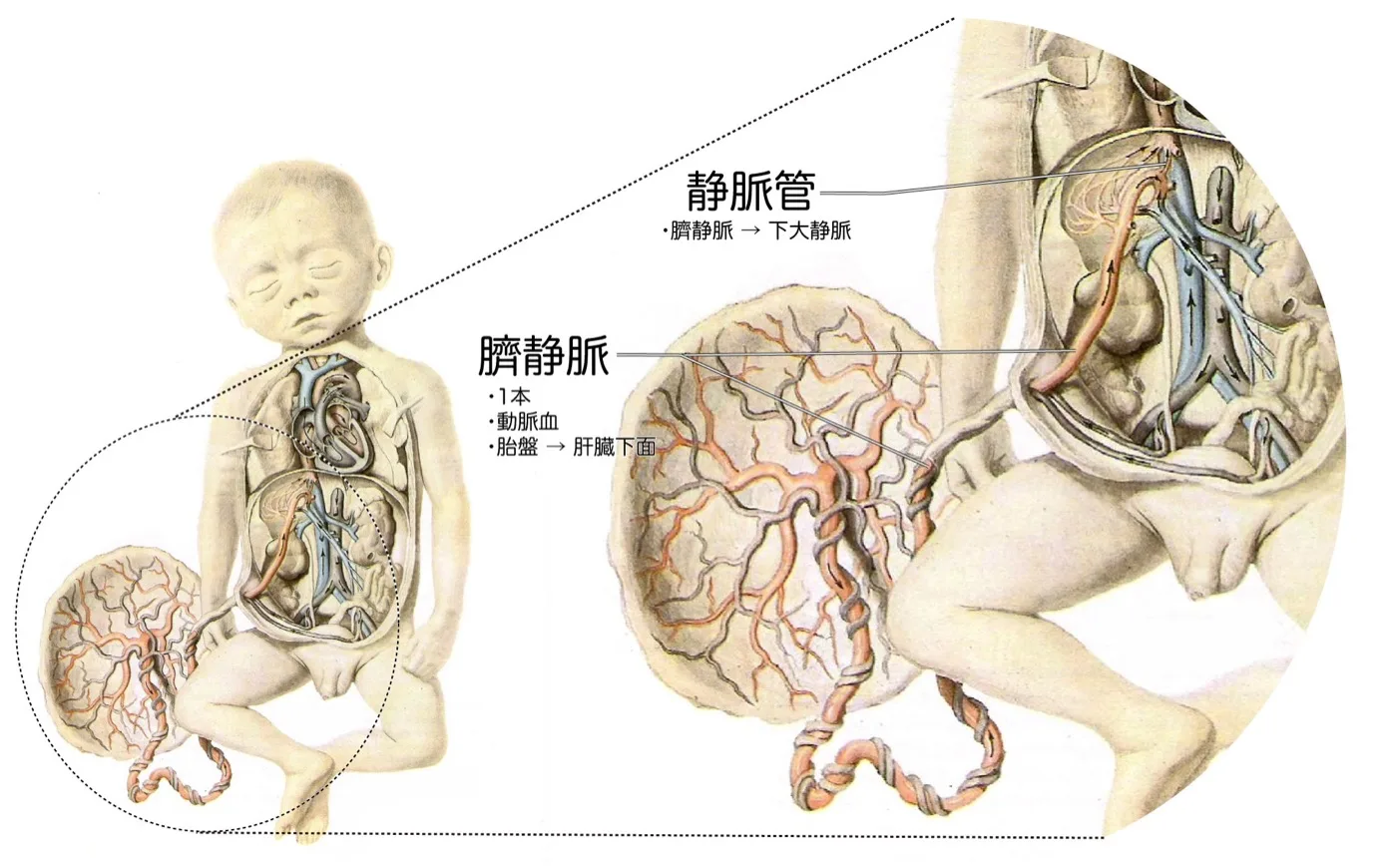 胎児循環：臍静脈
