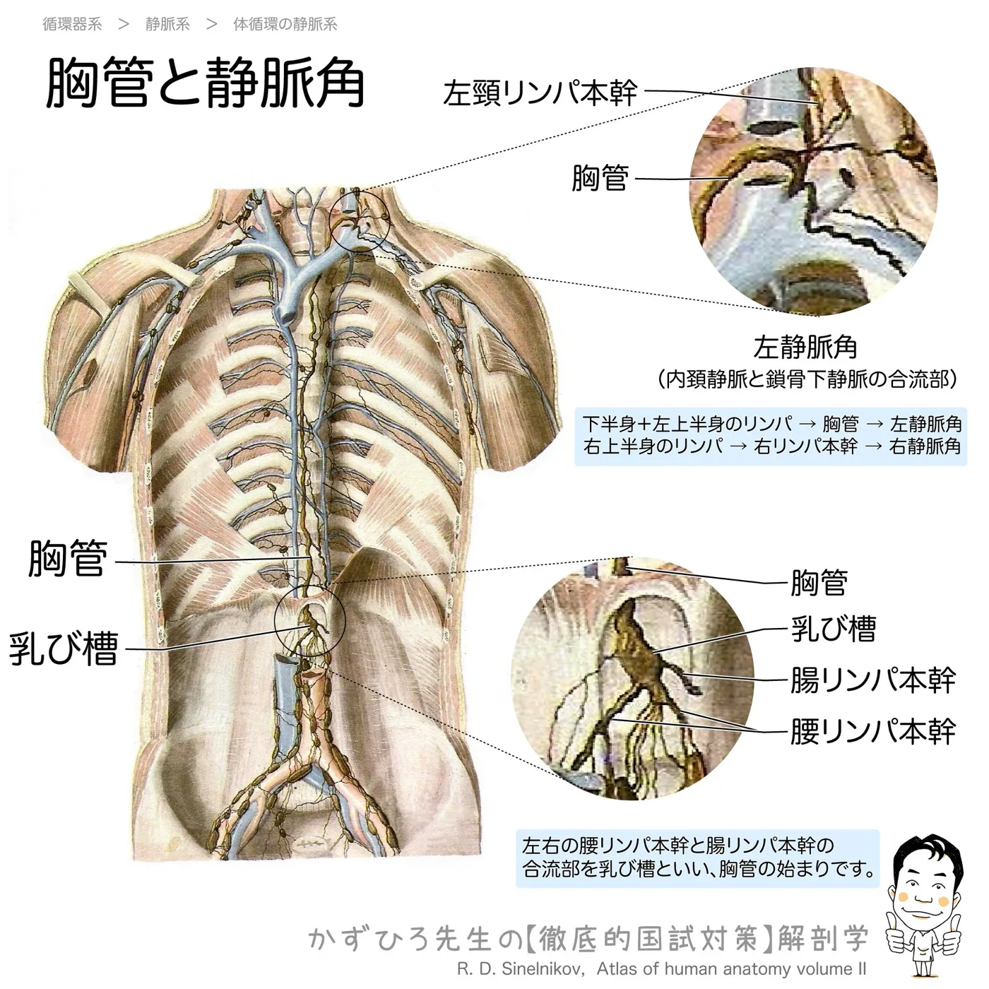 静脈角と胸管
