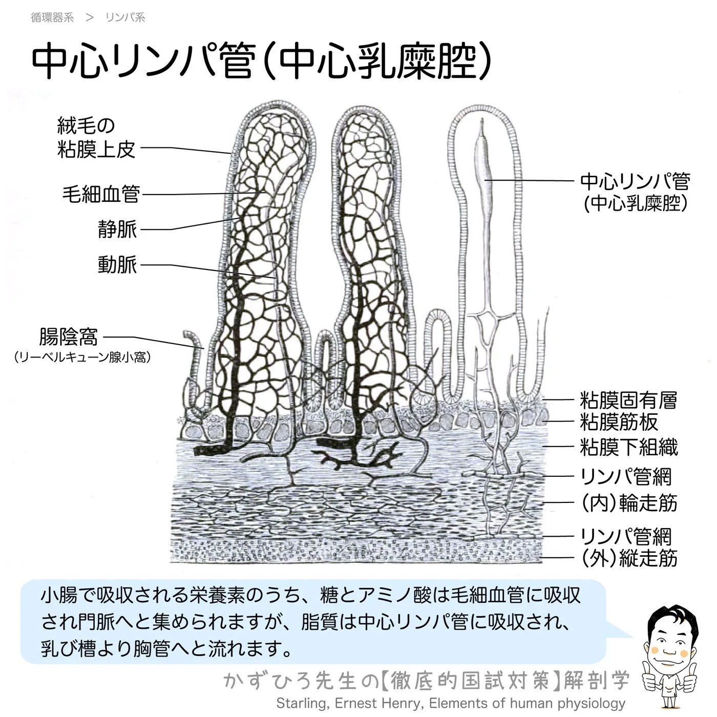 中心リンパ管
