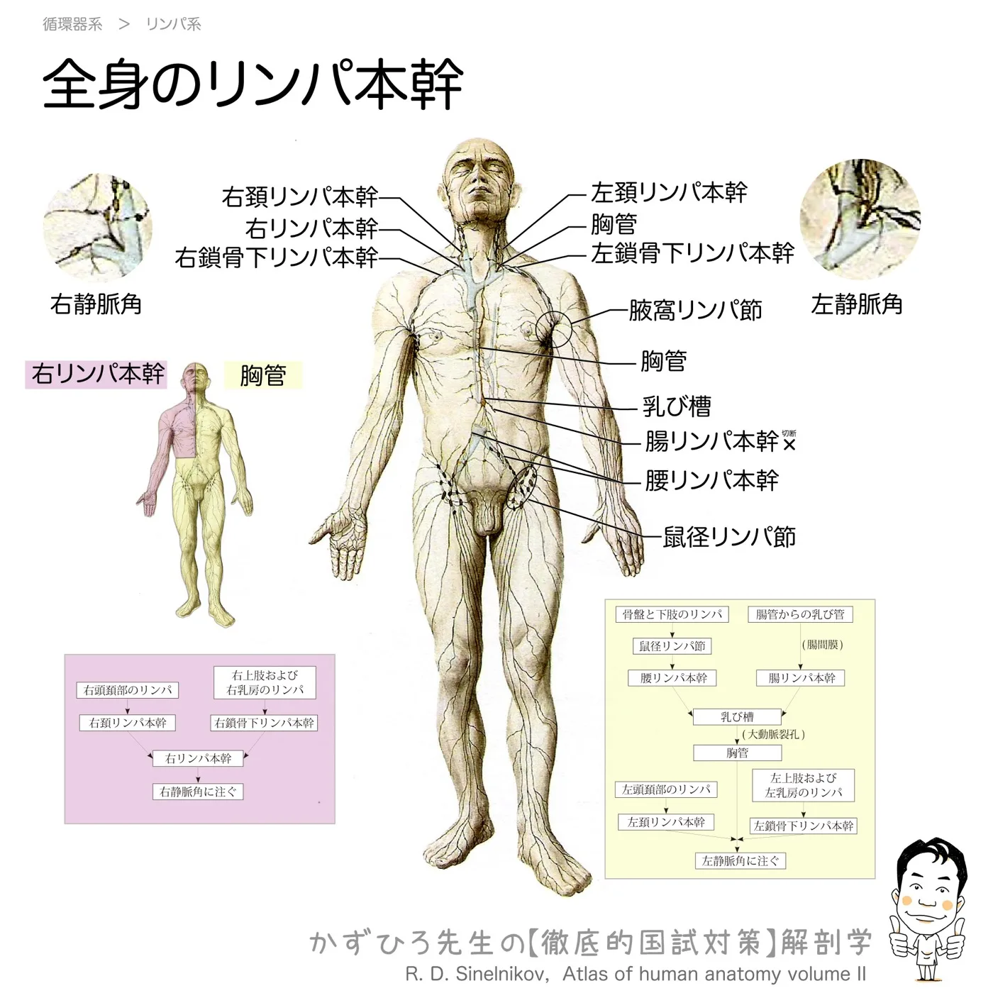 全身のリンパ本幹