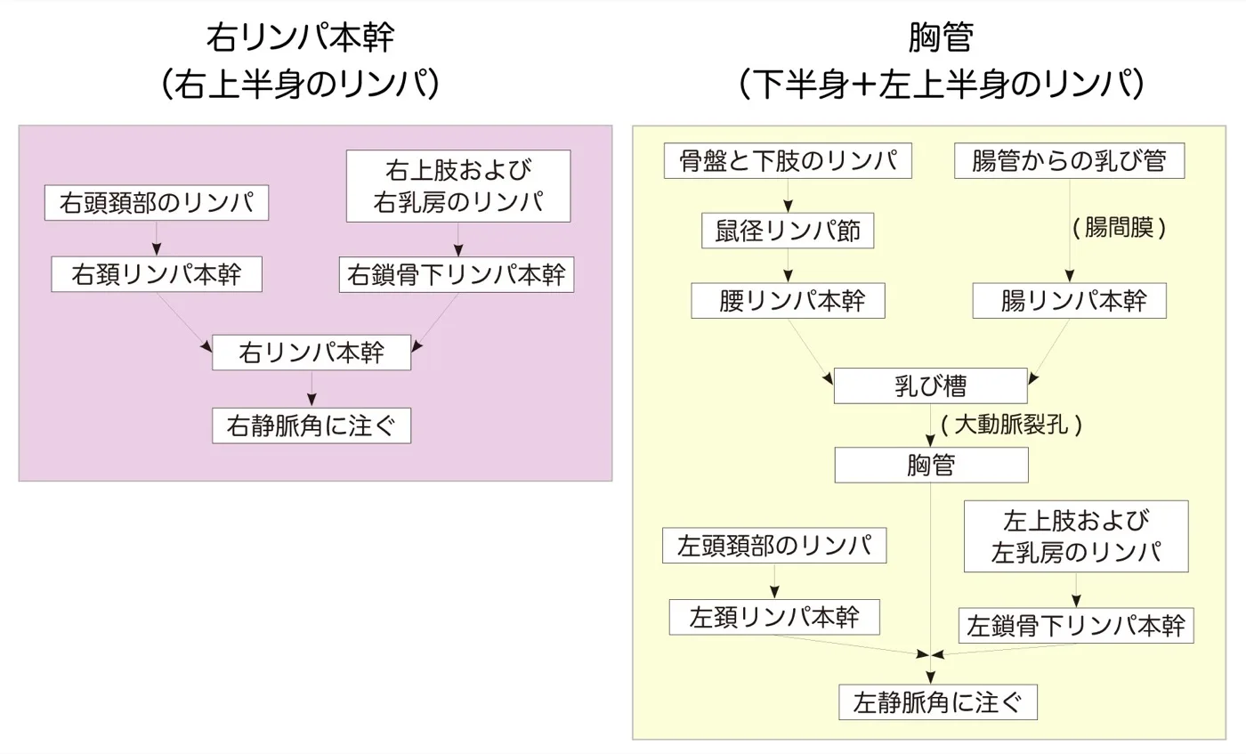 全身のリンパ本幹チャート