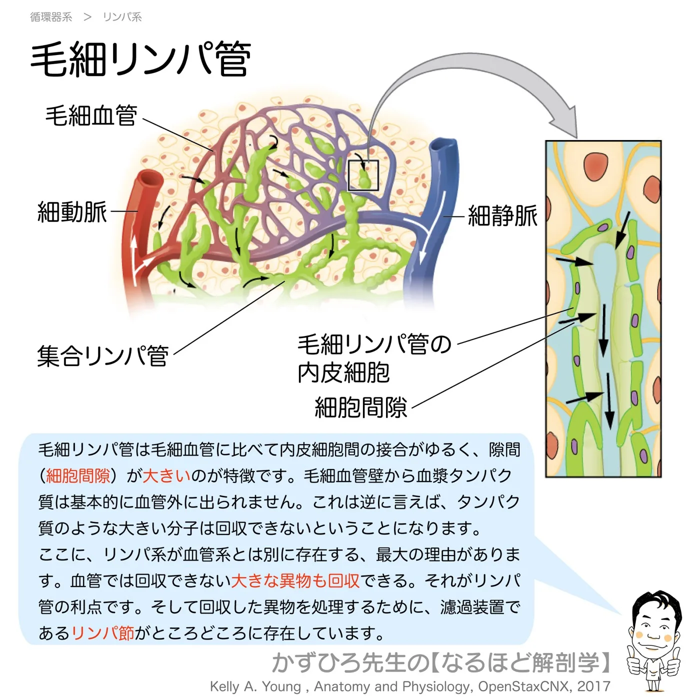 毛細リンパ管