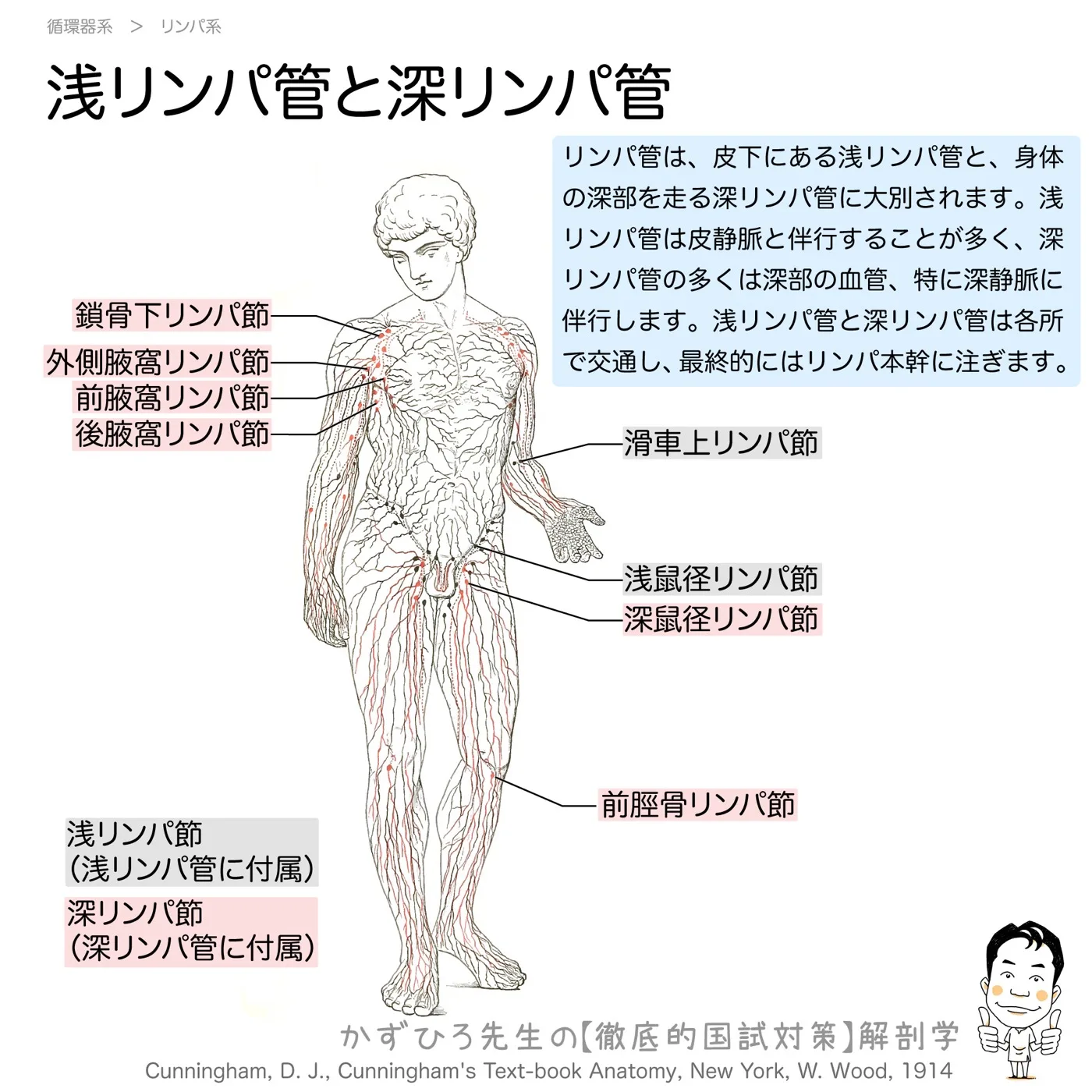 浅リンパ管と深リンパ管