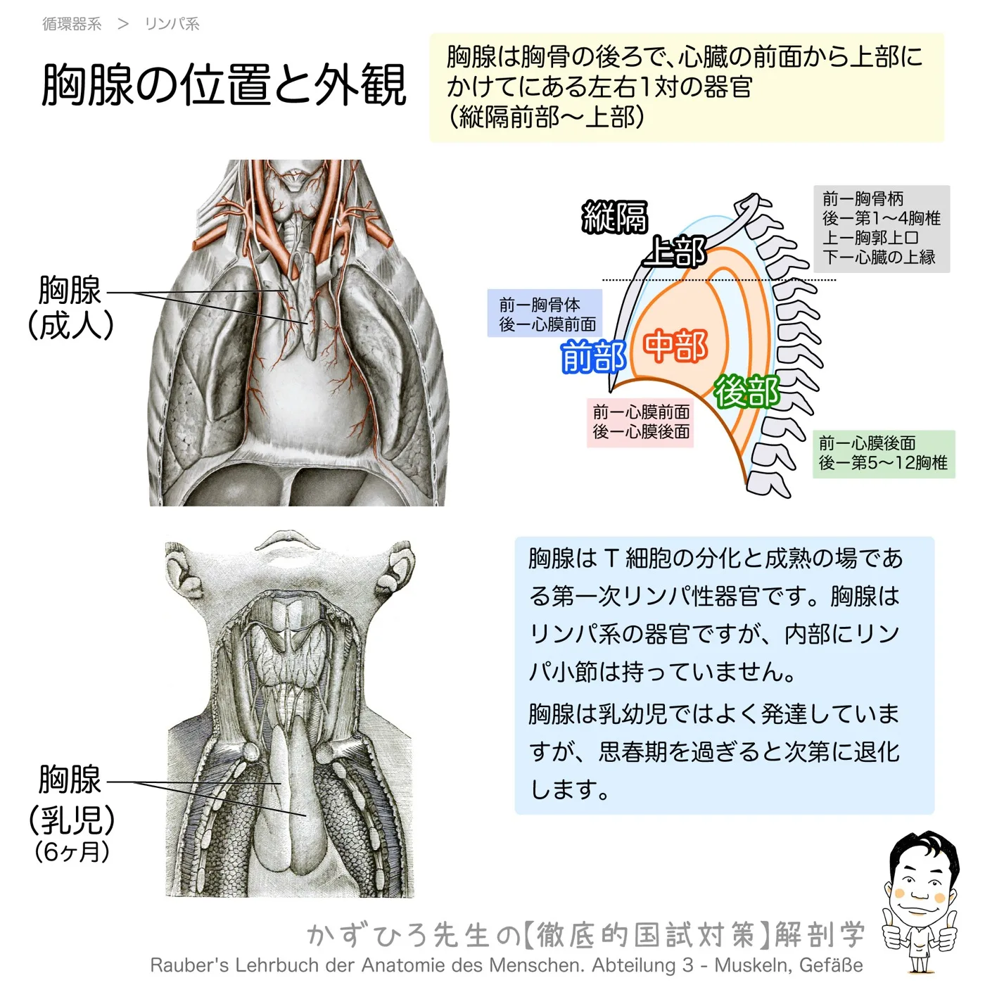 胸腺の位置と外観