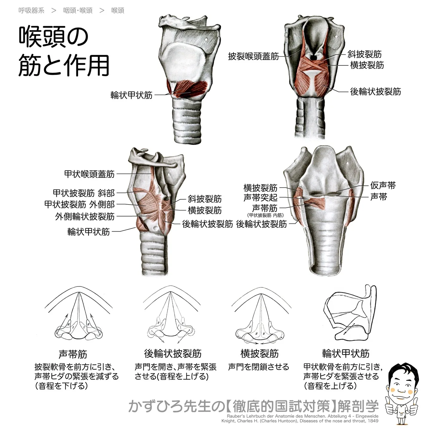 喉頭の筋