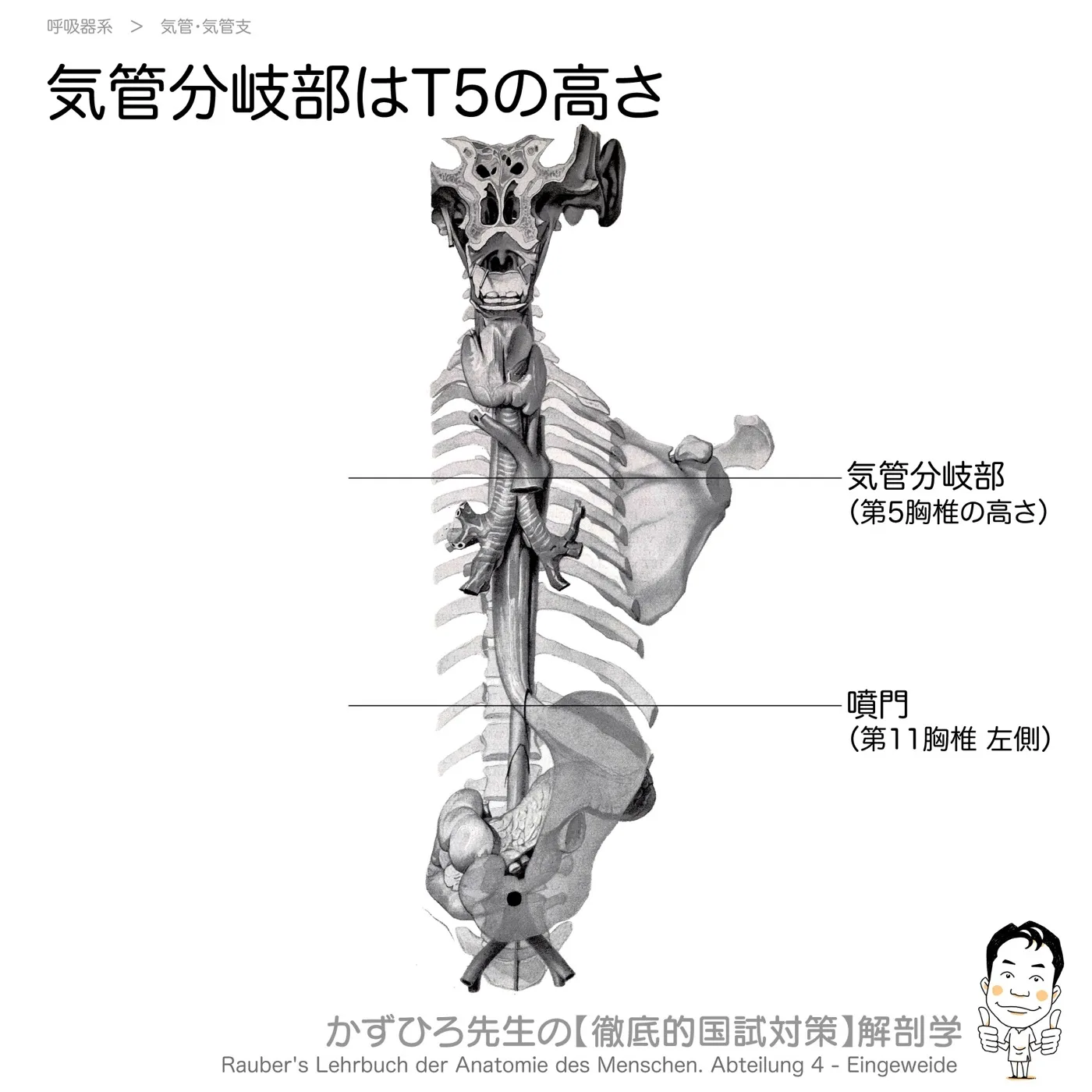 気管分岐部はT5の高さ