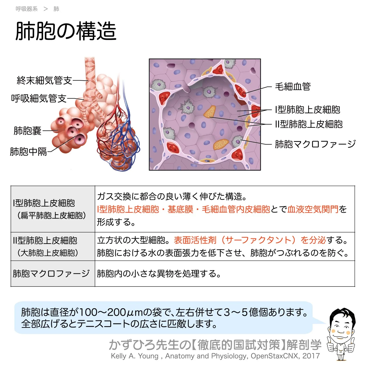 肺胞の構造