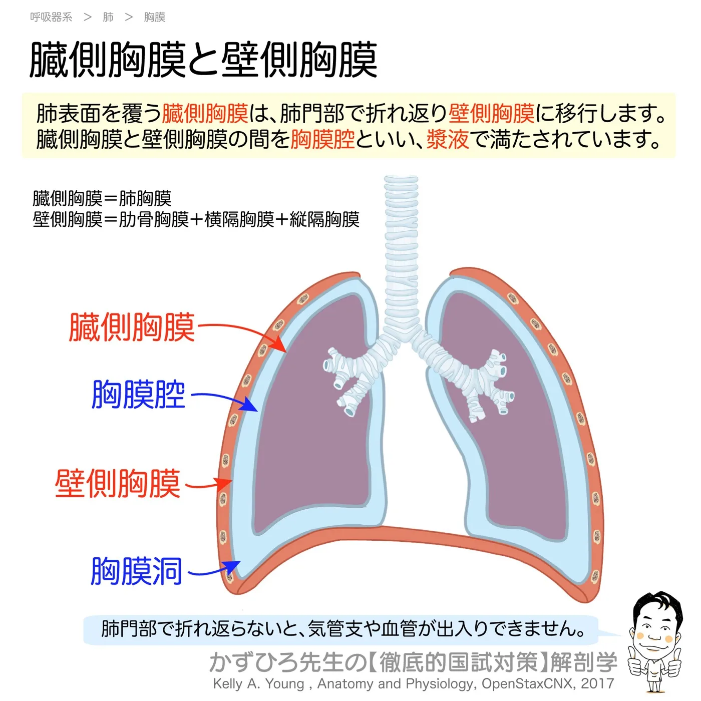 臓側胸膜と壁側胸膜