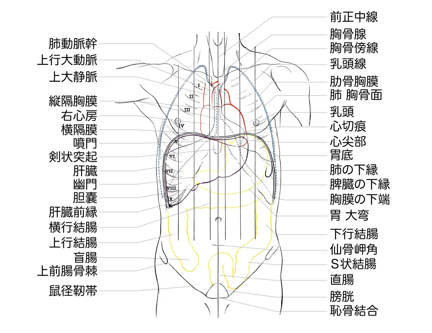 体表からみた臓器の位置（前面）