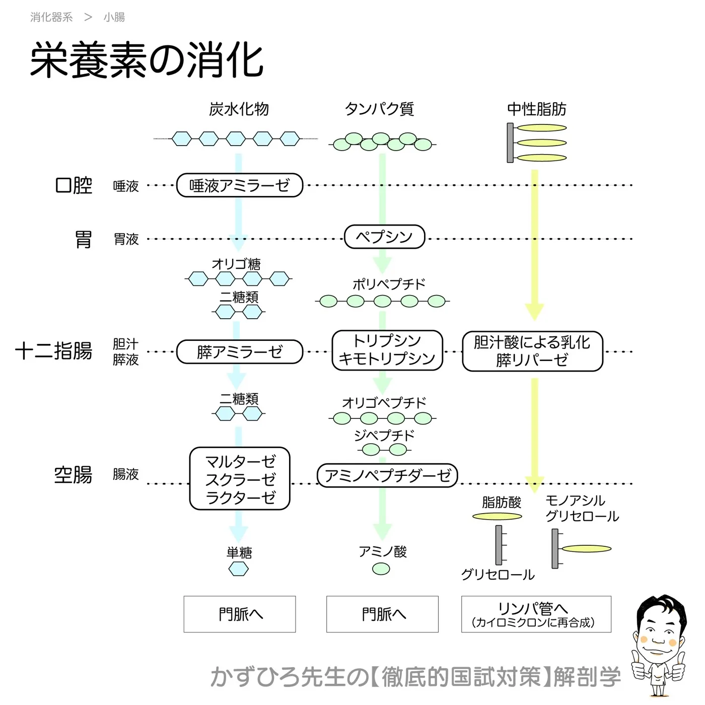 栄養素の消化