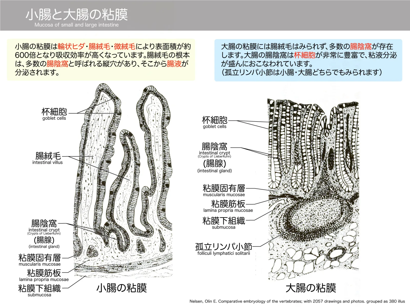 小腸と大腸の粘膜