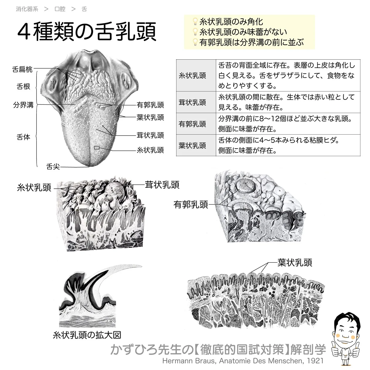 舌乳頭