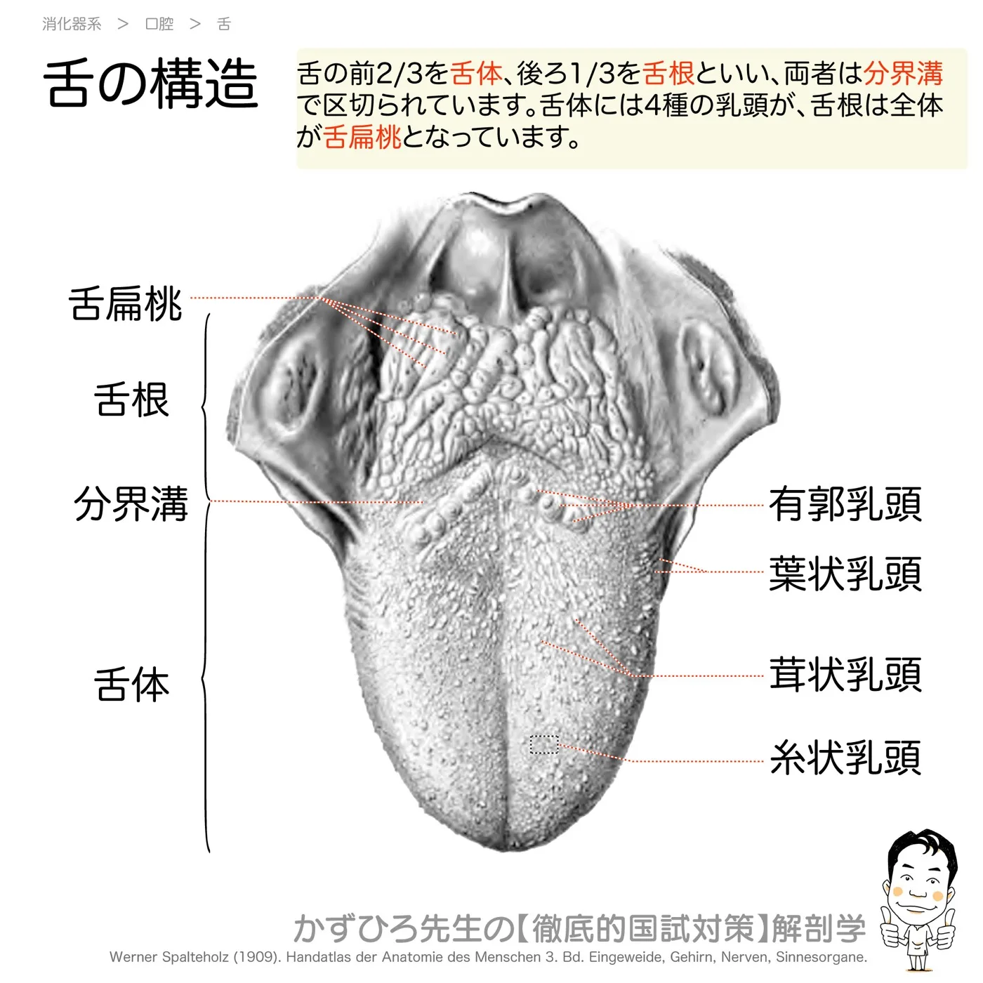 舌の構造