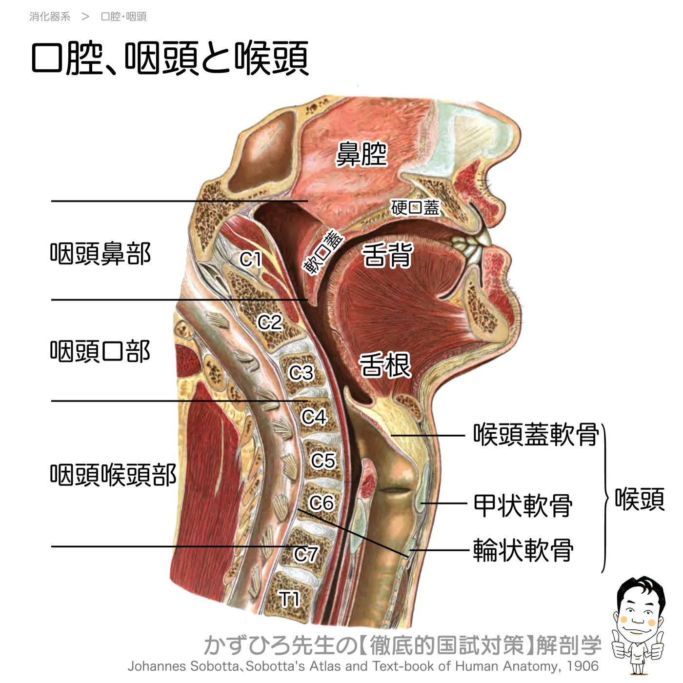 口蓋、咽頭・喉頭