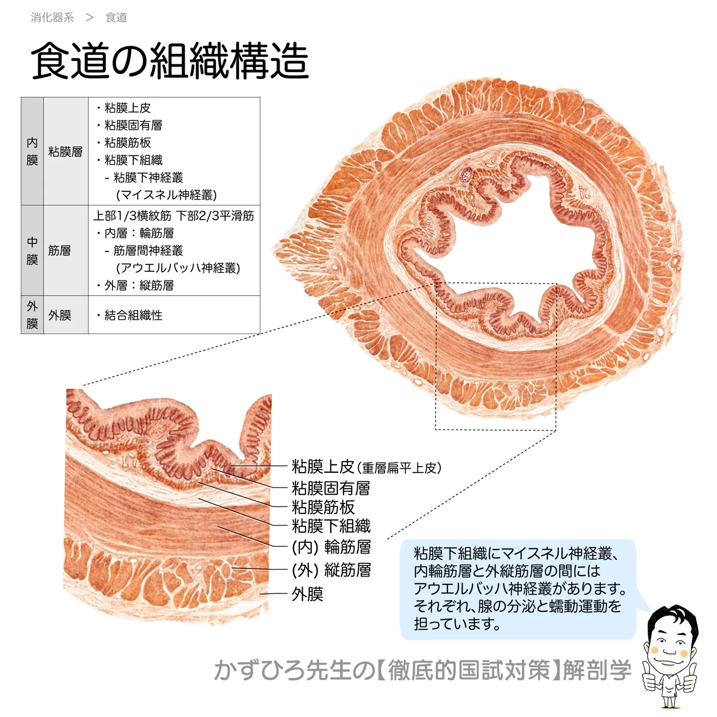 食道の組織構造