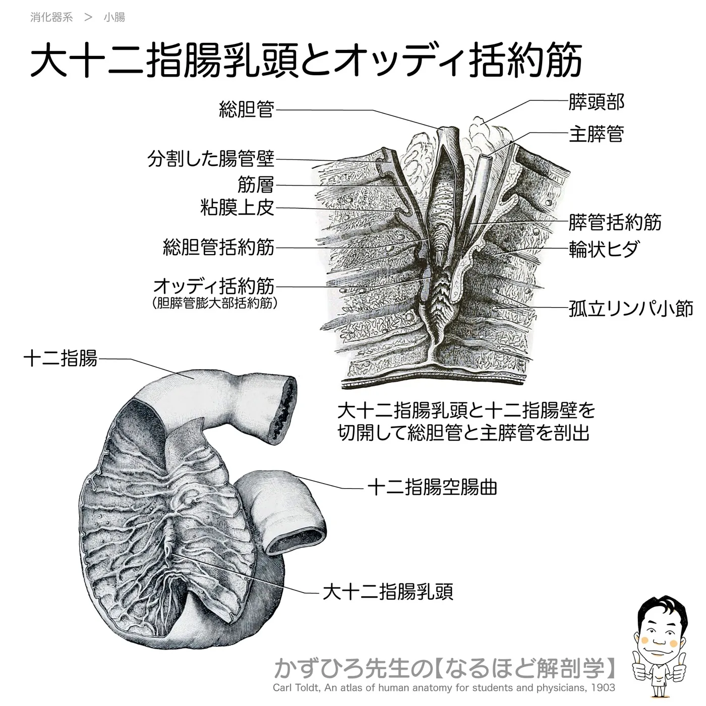 大十二指腸乳頭・オッディ括約筋