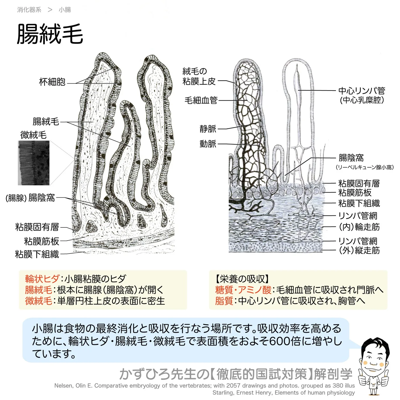 腸絨毛