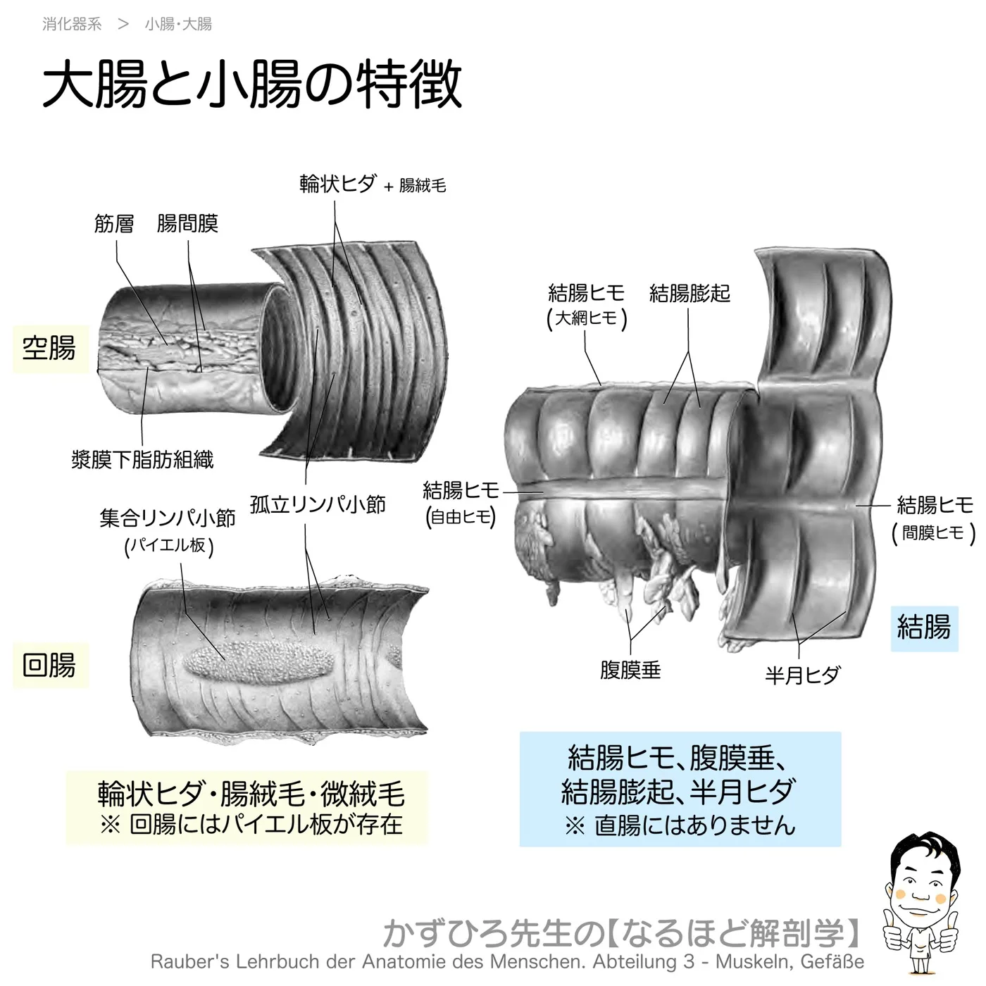 大腸と小腸-特徴比較