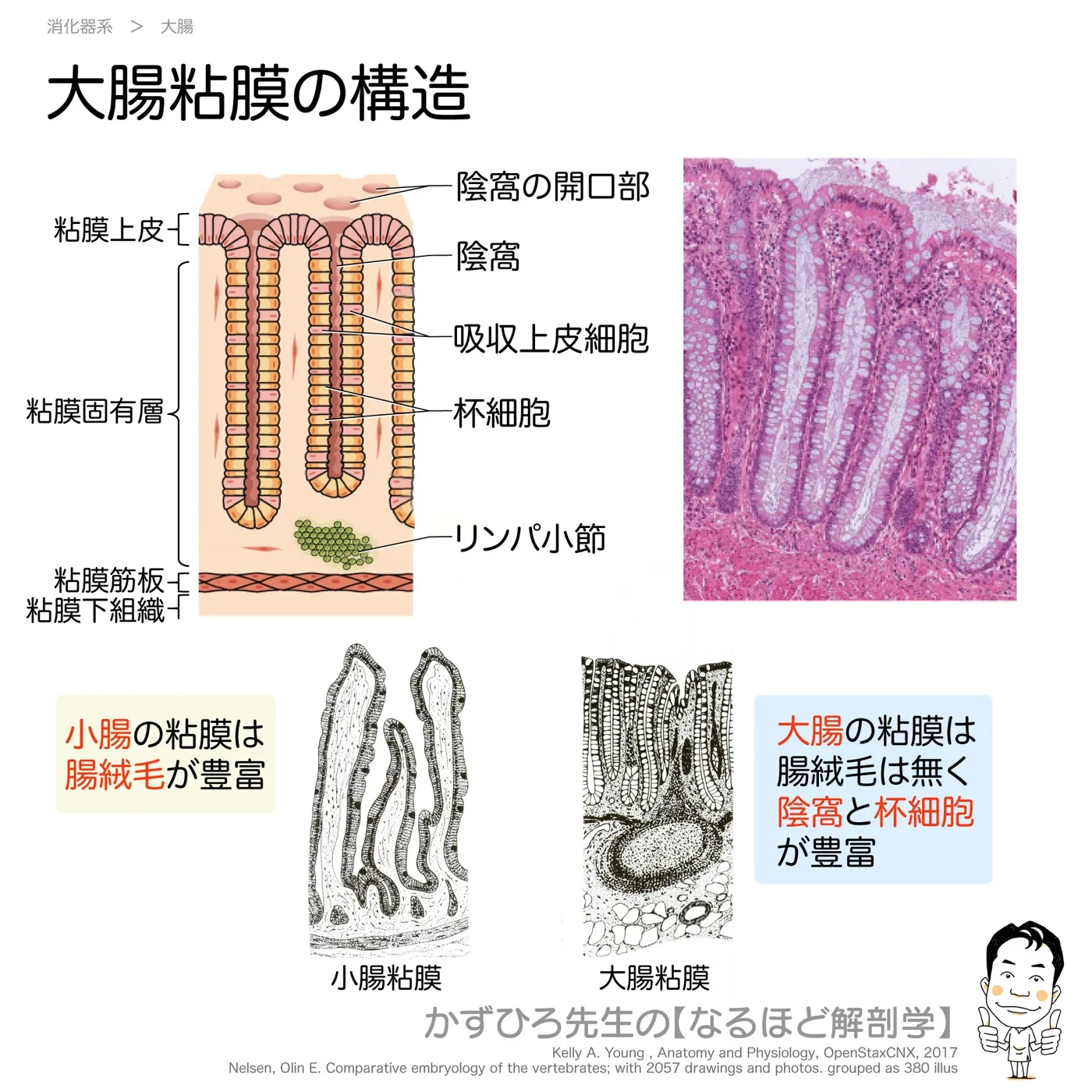 大腸粘膜の構造
