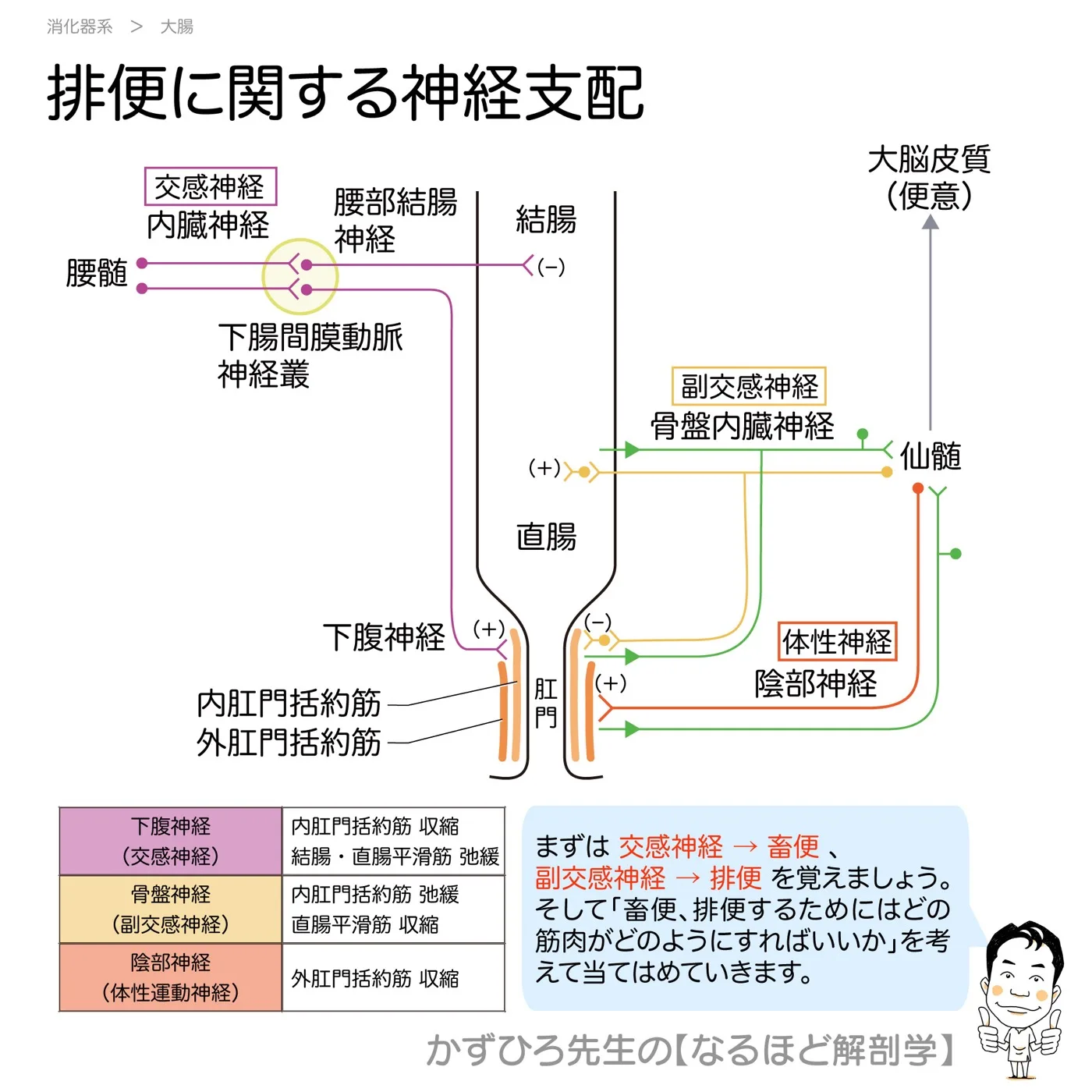 排便に関する神経支配