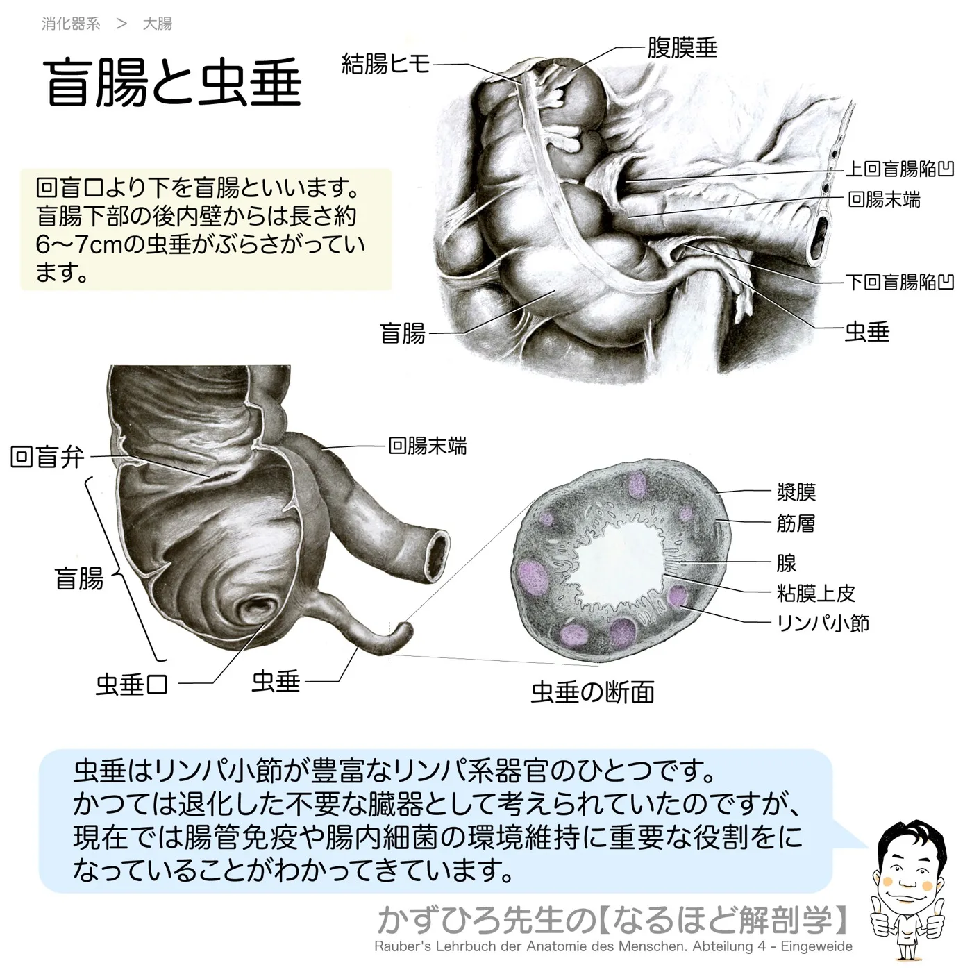盲腸と虫垂