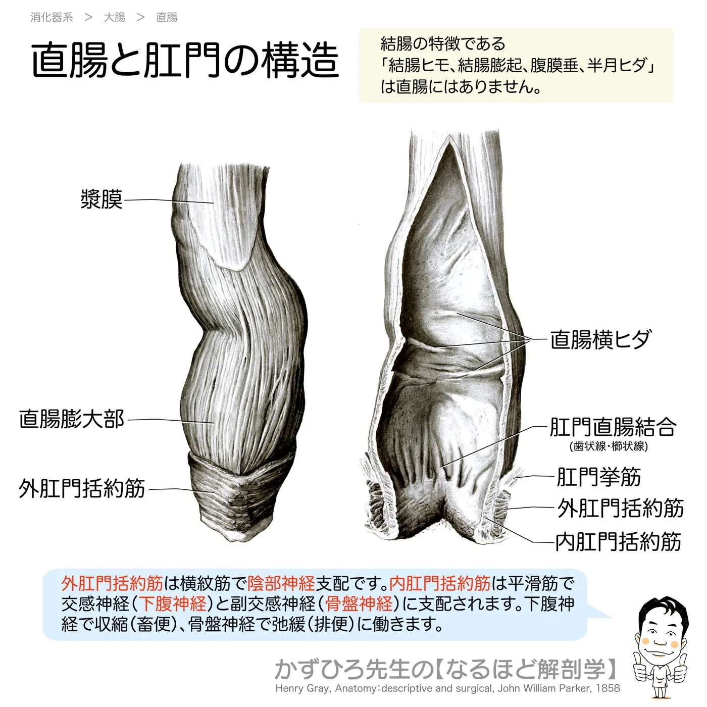 直腸