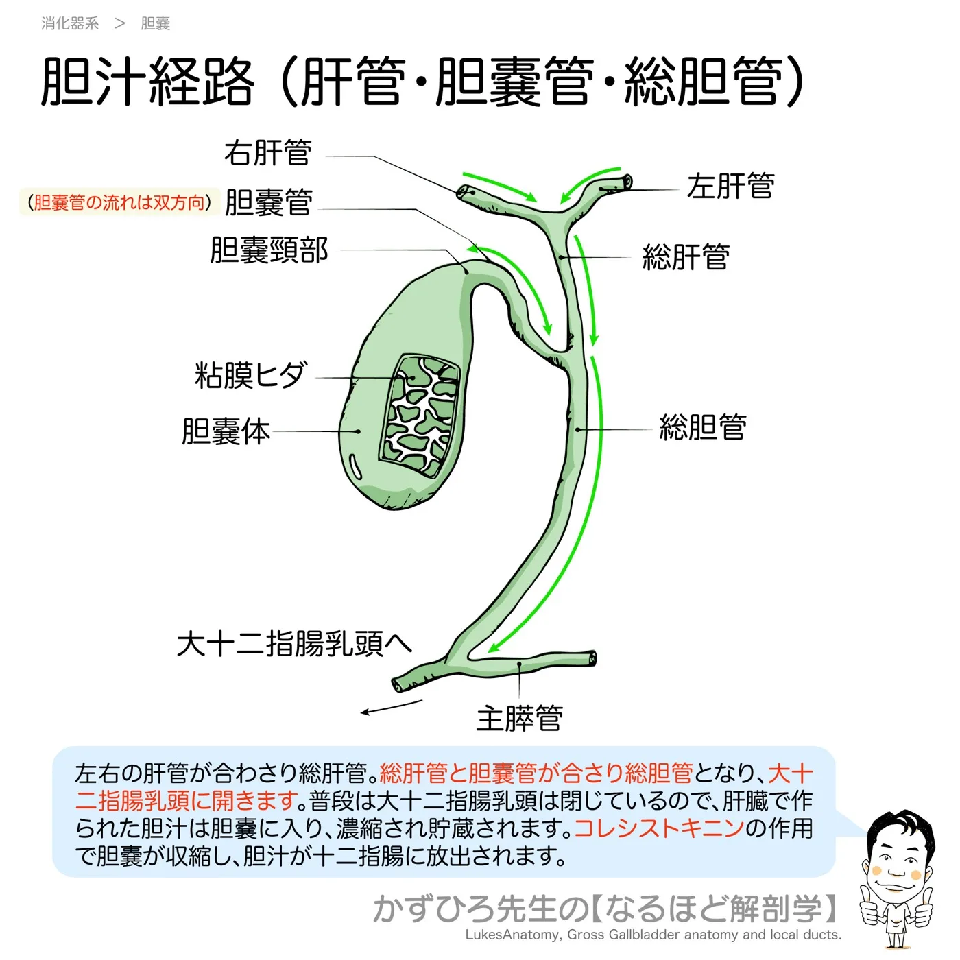胆汁経路-（肝管・胆嚢管・総胆管）