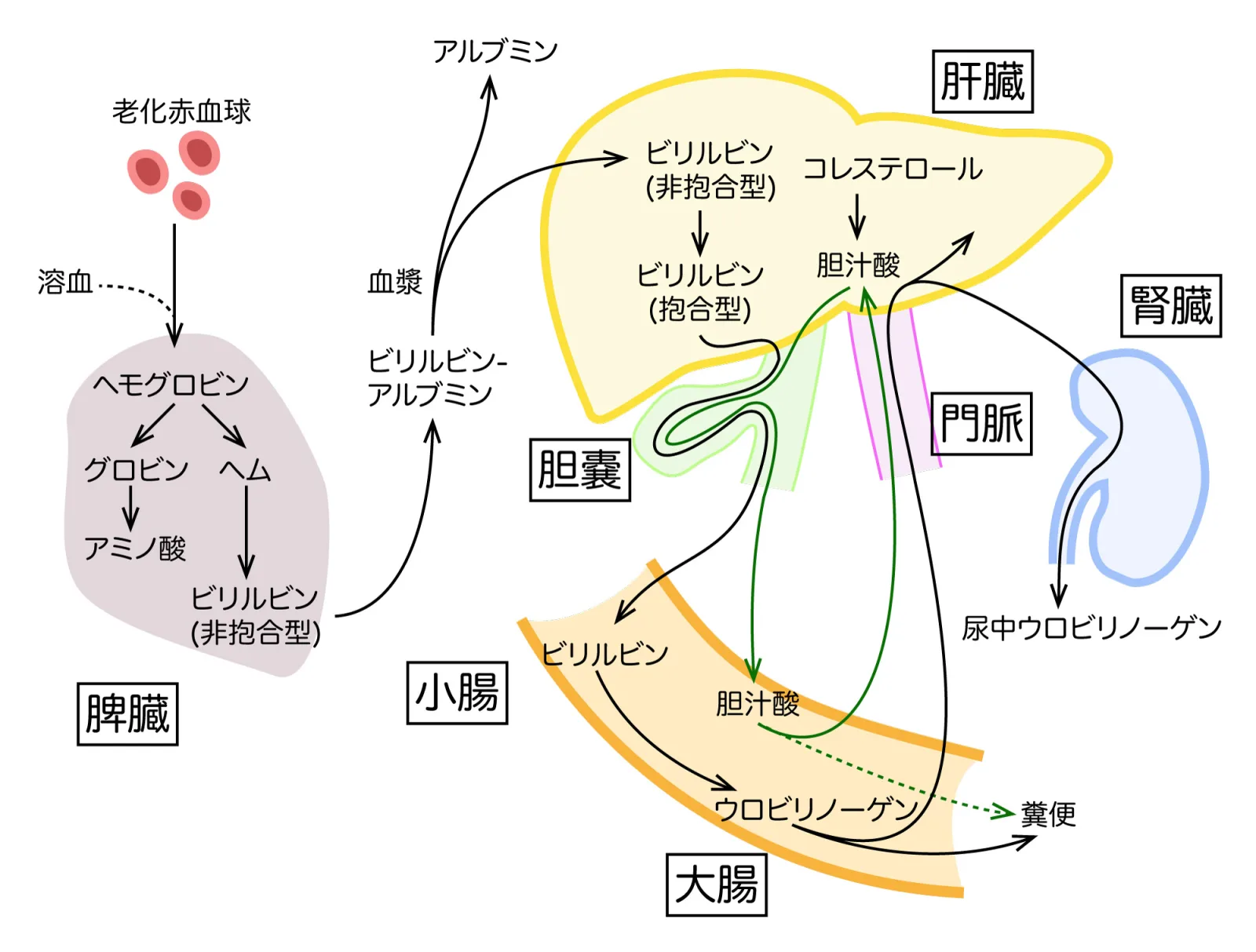 胆汁の腸肝循環とビリルビン排泄