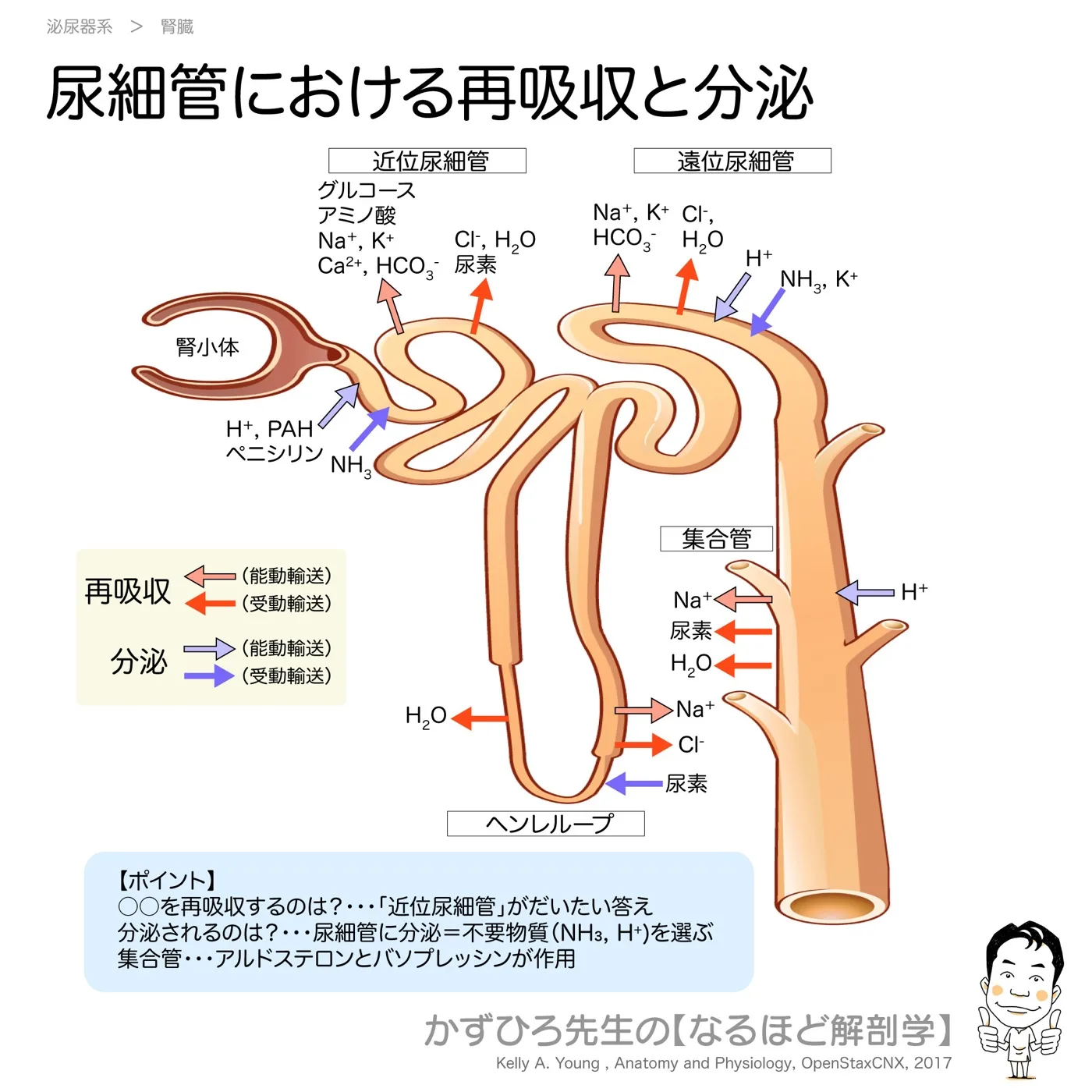 尿細管における再吸収と分泌