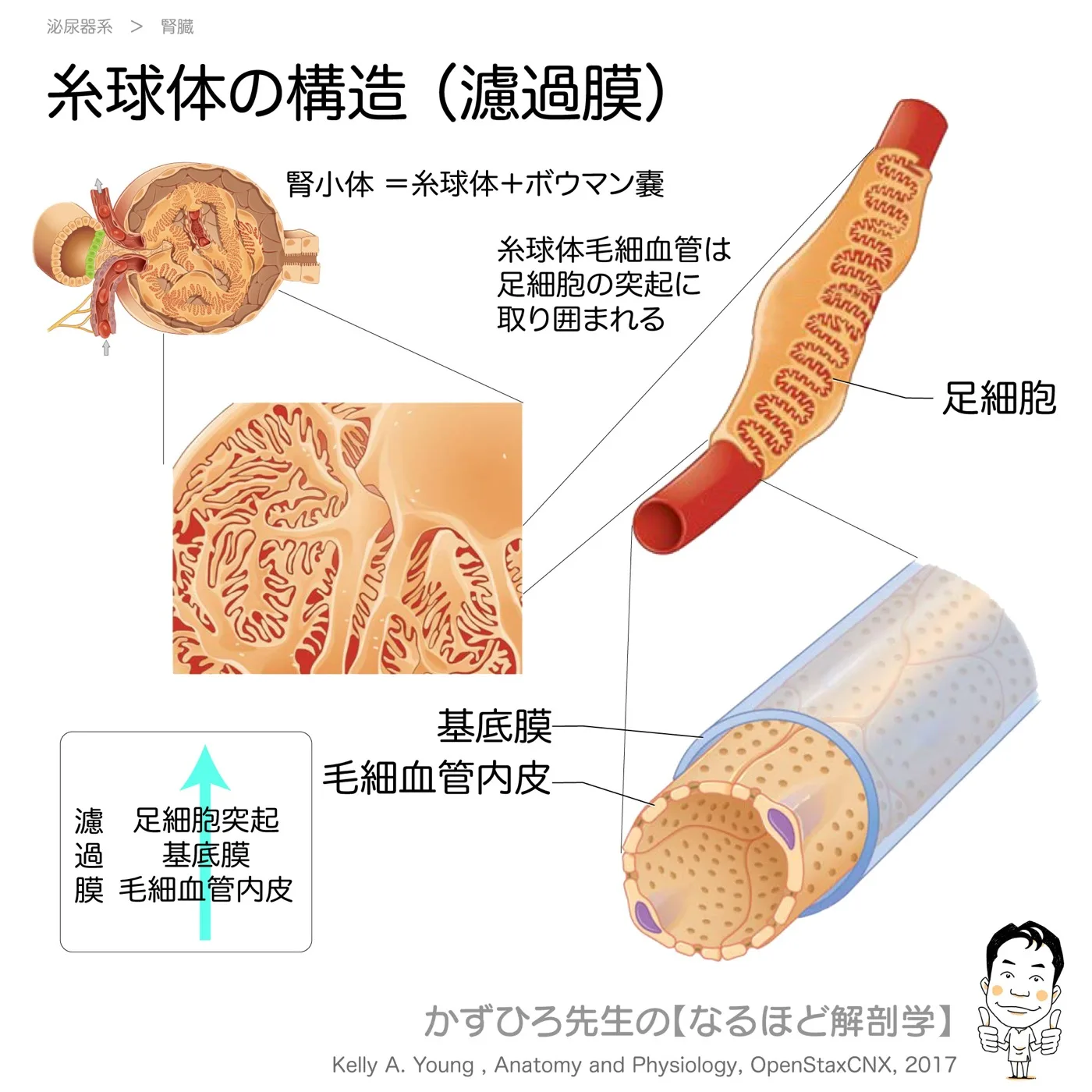 糸球体の構造・濾過膜
