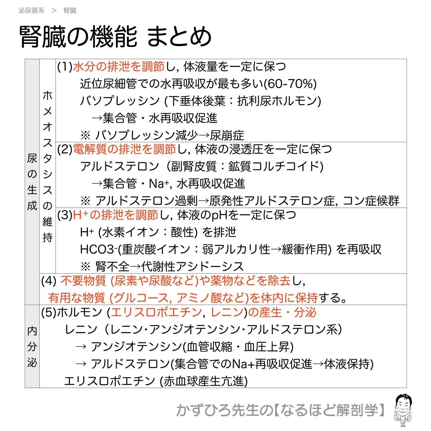 腎臓の機能-まとめ