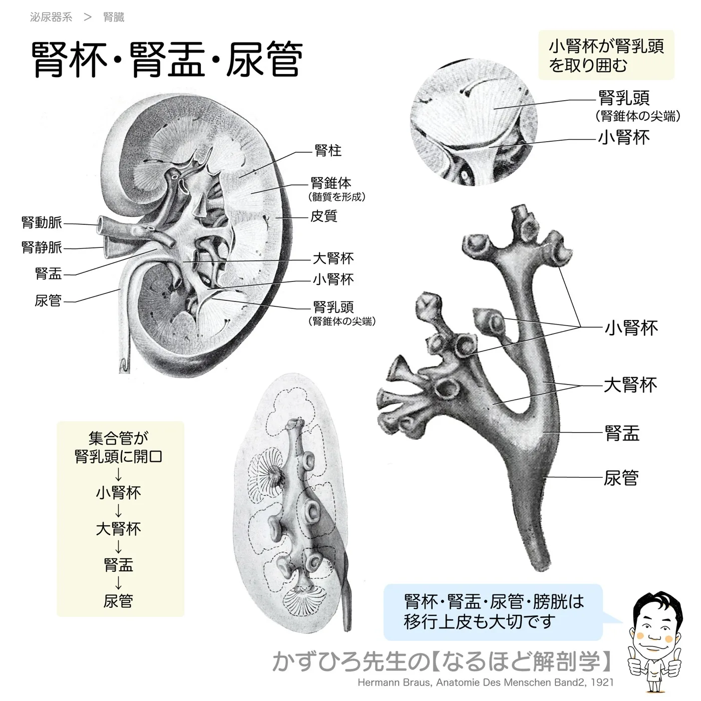 小腎杯・大腎杯・腎盂・尿管