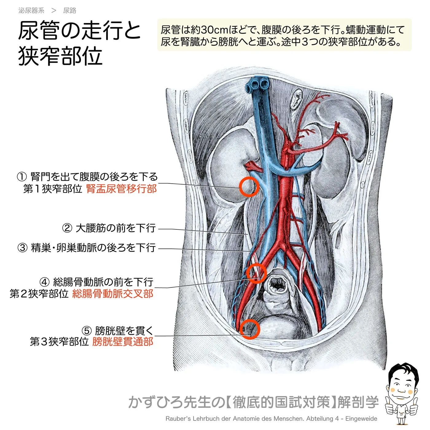 尿管の３つの狭窄部位