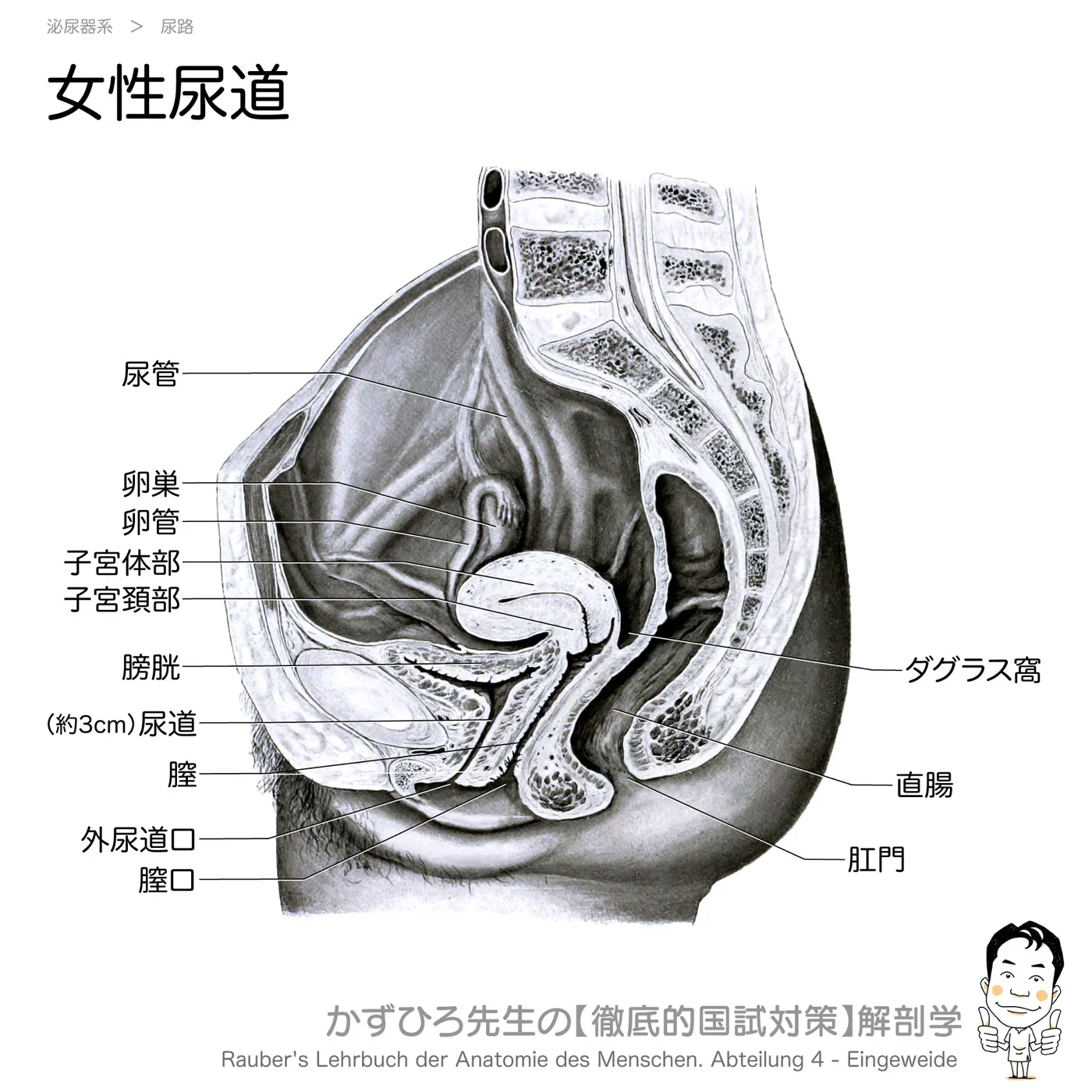 女性尿道