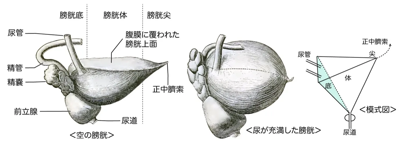 膀胱外観